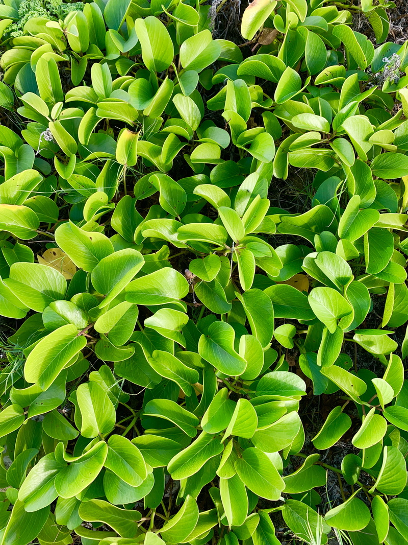 4K, tranquility, abundance, lush foliage, freshness, backgrounds, plant, nature, beauty in nature, food, growth, green color, close-up, mexico, food and drink