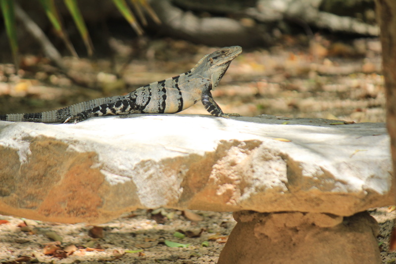 animals, outdoors, one animal, nature, focus on foreground, pet, zoo, animals in the wild, fauna, resting, animal, vertebrate, side view, day, rock - object