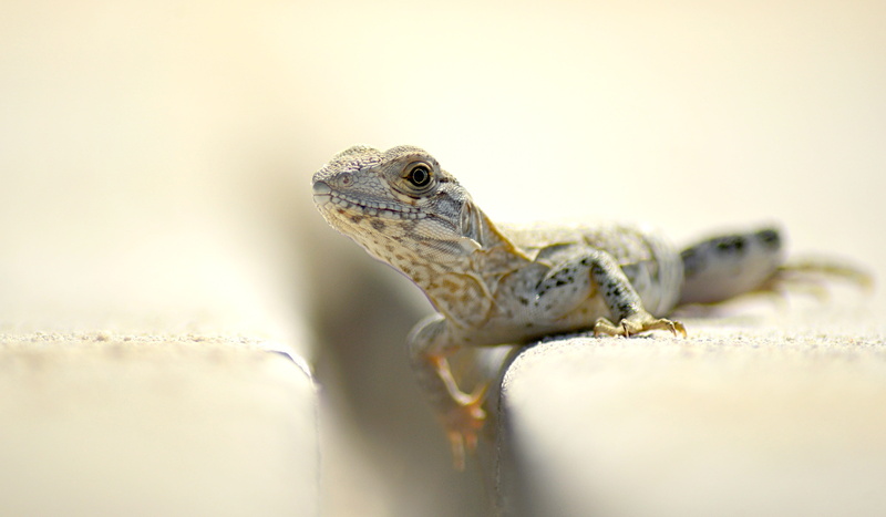 living, one animal, outdoors, travel destinations, animal body part, reptilian, close-up, quintana roo, nature, looking, 4K, day, aligator, vertebrate