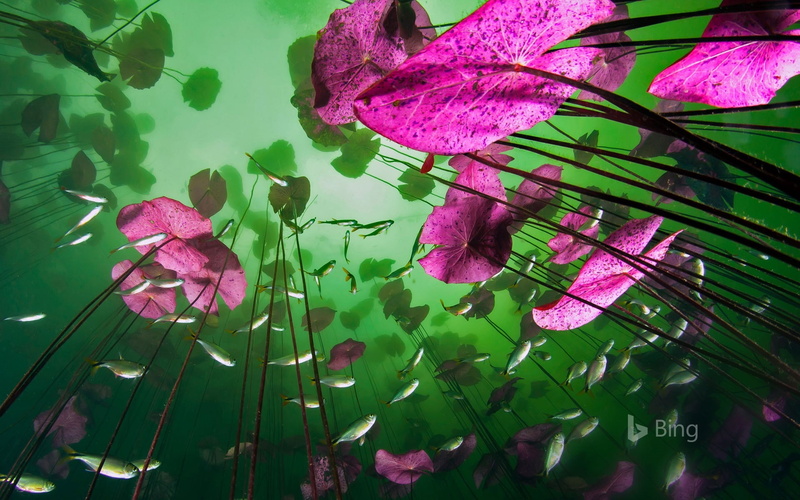 beauty in nature, freshness, plant part, 1080P, tulum, leaves, lake, underwater, roo, bing, leaf, fragility, floating on water, plant, no people, green color