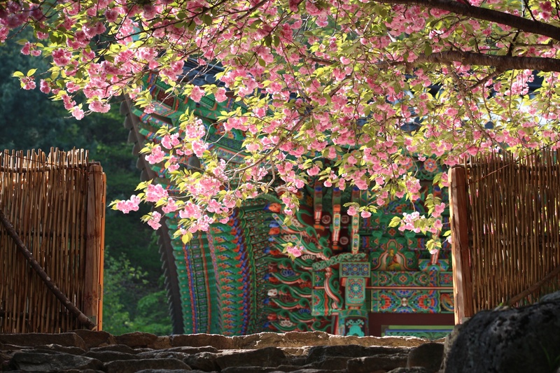 building exterior, freshness, no people, house, mountain, flowering plant, 2K, temple, flowers, wood, pink color, wood - material, stone steps, growth