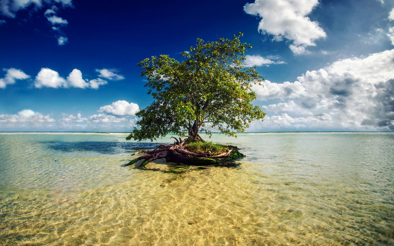 Mayan Riviera, Mexico, tree, sea, 1080P