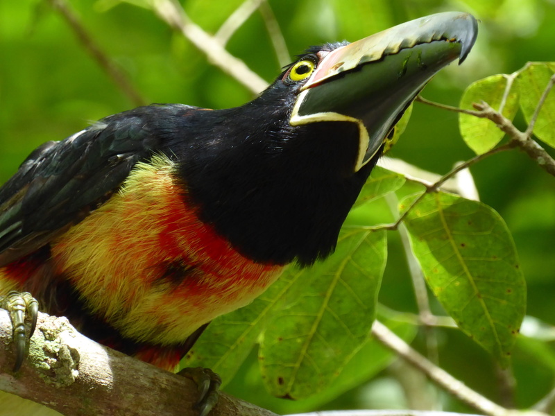 perching, no people, nature, animal, animal wildlife, focus on foreground, vertebrate, red, animals in the wild, 4K, plant part, black, leaf, bird, branch
