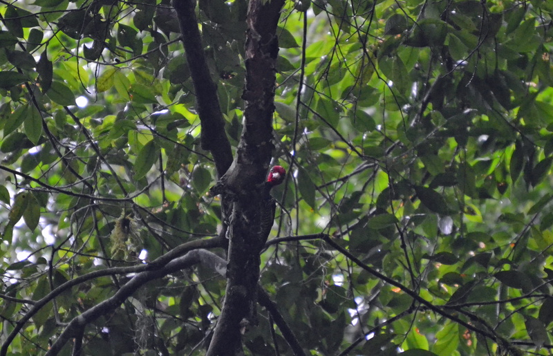 outdoors, low angle view, perching, 2K, tikal, no people, vertebrate, branch, one animal, woodpecker, guatemala, plant, leaf, bird, plant part, tree, animal themes