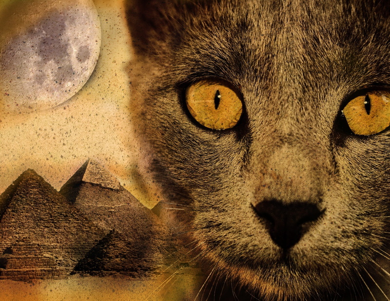 desert, domestic, portrait, indoors, 1080P, mammal, close-up, pets, looking at camera, one animal, sand, moon, animal themes, domestic animals, pyramid