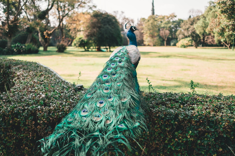 no people, one animal, dolores hidalgo, animals in the wild, mexico, green color, land, animal wildlife, outdoors, trees, tree, focus on foreground, day