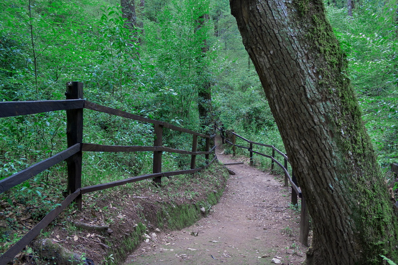 wood - material, railing, road, travel, hidalgo, tranquility, direction, outdoors, woods, nature, woodland, growth, trees, outdoor, the way forward, green color