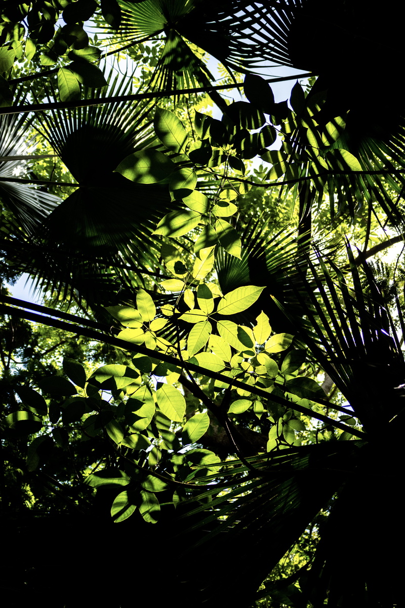 mexico, nikon, day, beauty in nature, tranquility, focus on foreground, sunlight, front or back yard, garden, close-up, poza rica de hidalgo, leaf, green