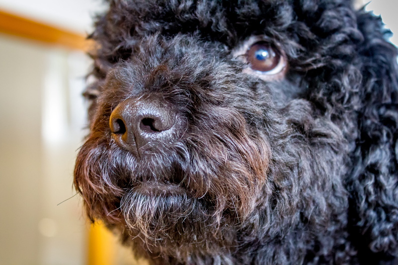 animal, black, animal themes, poodle, focus on foreground, animal nose, animal hair, canine, animal head, cirilo, hair, indoors, vertebrate, small, animal body part