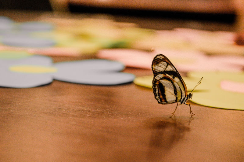animals in the wild, selective focus, animal body part, poza rica de hidalgo, mexico, no people, wood - material, invertebrate, insect, 4K, one animal