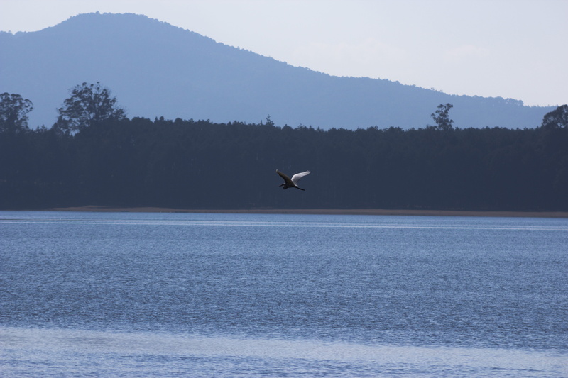 seagull, nature, waterfront, animal themes, forest, mountain, presa, one animal, vertebrate, montañas, trees, lake, bird, 5K, hidalgo, animals in the wild
