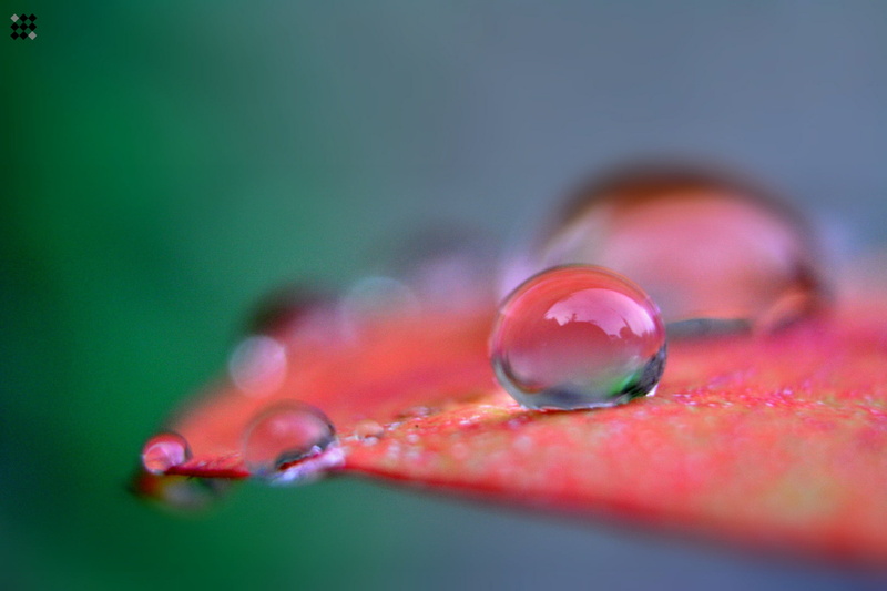 droplet, 1080P, photo, dew, selected, nikon, Macro, red, nature, drops, red leaf, drop, leaf, close-up, bokeh, water, sri lanka, close up