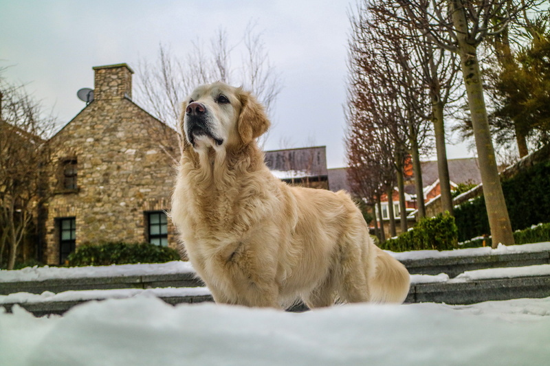 one animal, spring, tree, outside, golden, retriever, jess, dog, mammal, beauty, built structure, domestic, domestic animals, watching, winter, ireland