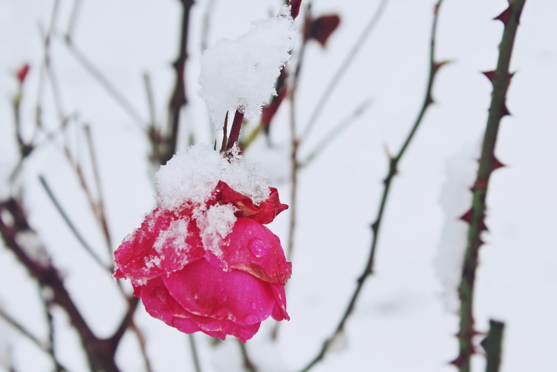 red, pink, emotion, cold temperature, love, 1080P, ice, cold, flower head, white, beauty in nature, plant, no people, flower, icy, blossom, snowing, bloom