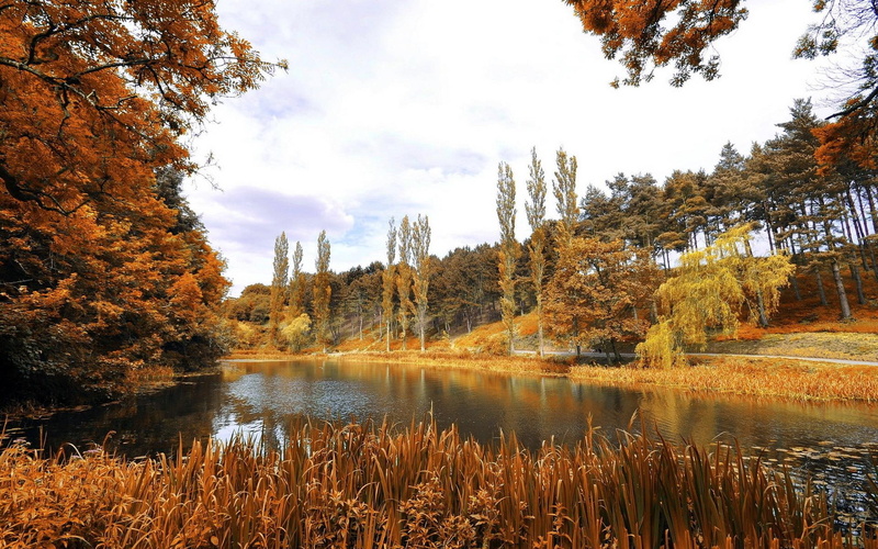 nature, dublin, 1080P, autumn, park, phoenix, nature and landscapes