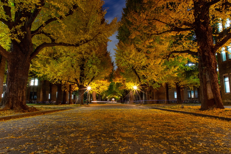growth, park, sidewalk, tree trunk, scenery, japan, cobblestone, vegetation, outdoors, the way forward, path, diminishing perspective, light, trunk, night