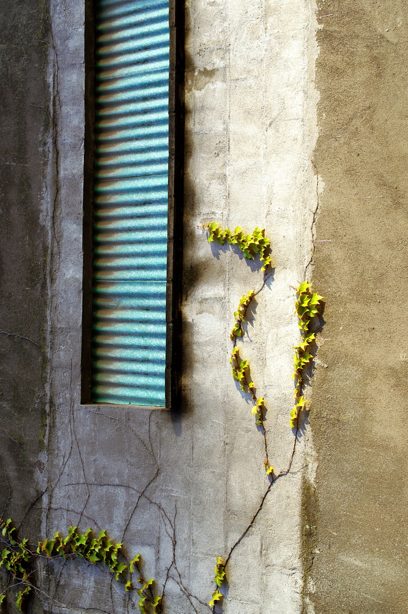 day, nature, window, path, plant, old, walkway, vine, flower arrangement, pedestrian, yellow, wall, wall - building feature, flagstone, building, flowering plant