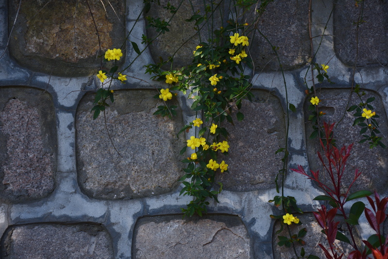 wall, walkway, growth, sidewalk, cobblestone, day, path, flower, flower arrangement, nature, food, petal, beauty in nature, flagstone, pineapple, architecture