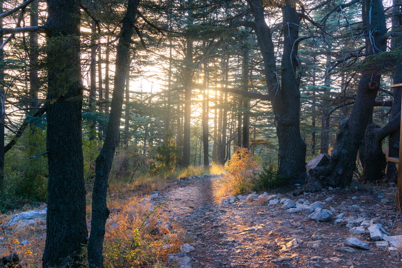 day, cobblestone, beauty in nature, sun, woodland, scenery, footpath, striking, tree trunk, tranquility, gravel, pavement, tranquil scene, autumn, outdoors