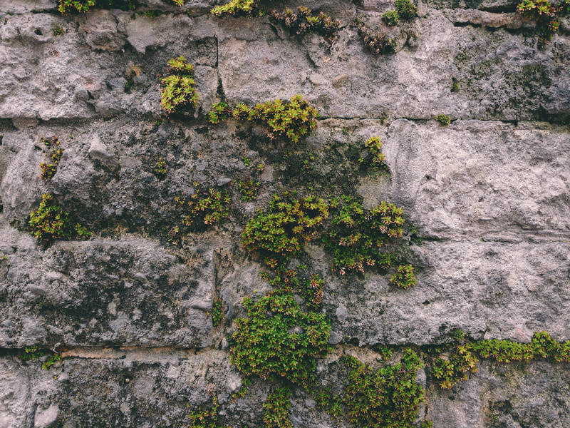 urban, backgrounds, day, weathered, architecture, pattern, vegetation, lichen, concrete, green, textured, brick, city, texture, wall, green color, santa marta