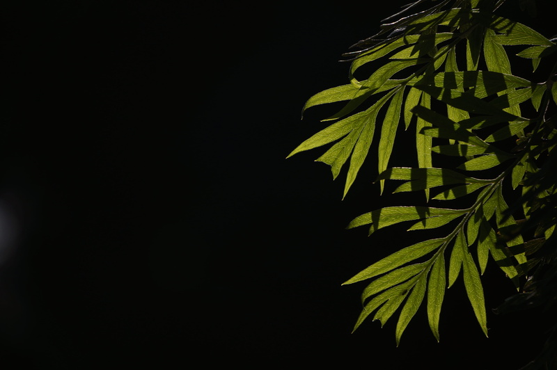 leaf, no people, underexposed, inspiring, copy space, plant, herb, studio shot, medicine, night, close-up, dark, shadows, outdoors, beauty in nature, nature