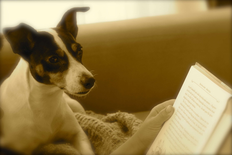 bed, domestic, selective focus, 4K, furniture, canine, domestic room, close-up, vertebrate, libros, dog, cachorro, pets, mammal, domestic animals, looking