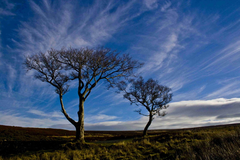 scenics - nature, no people, horizon over land, tranquility, nature, landscape, countryside, sky, branch, beauty in nature, outdoors, non-urban scene, horizon