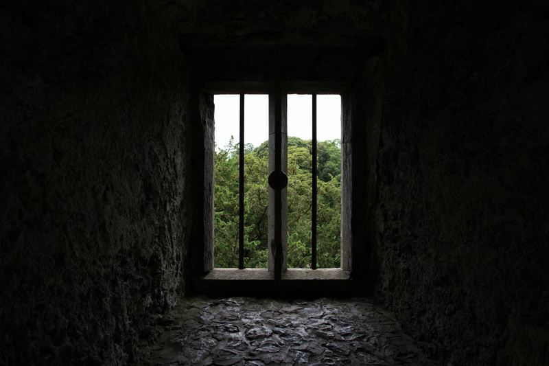 nature, indoors, building, hedge, land, no people, dark, tree, green color, plant, built structure, wall - building feature, window, old, day, glass - material