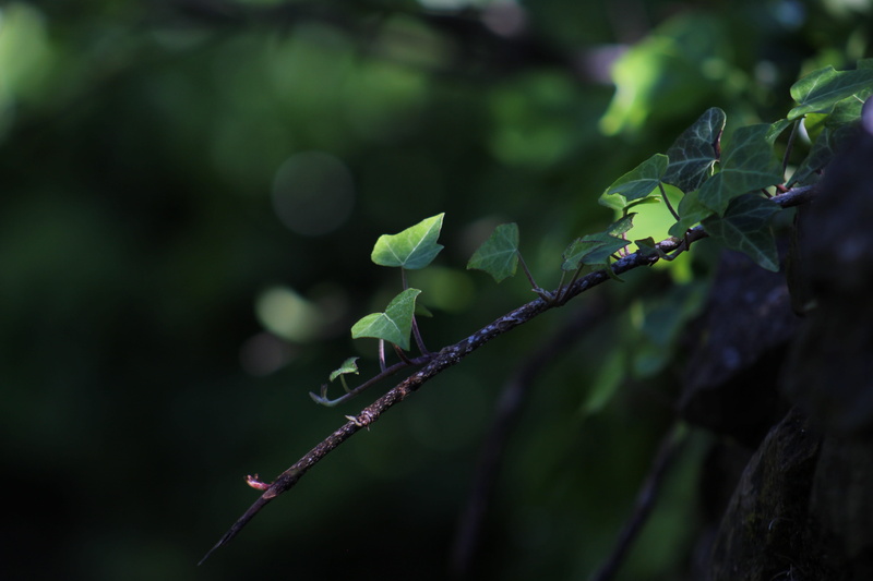 plants, close-up, italy, growth, creeper, beauty in nature, plant, hedge, green color, green, freshness, vulnerability, tree, focus on foreground, no people