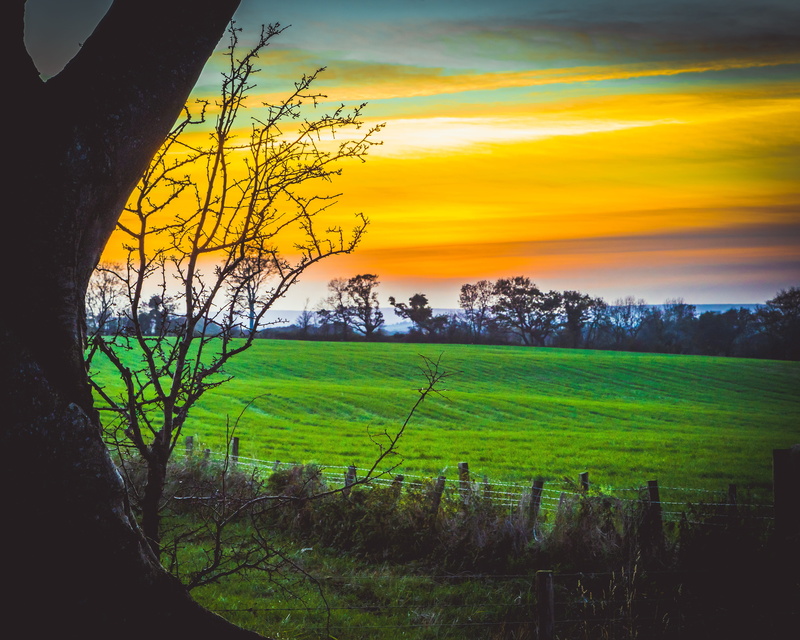 green color, environment, agriculture, no people, cloud - sky, trees, ireland, sky, beauty in nature, dark hedges, rural scene, 5K, plant, landscape, outdoors