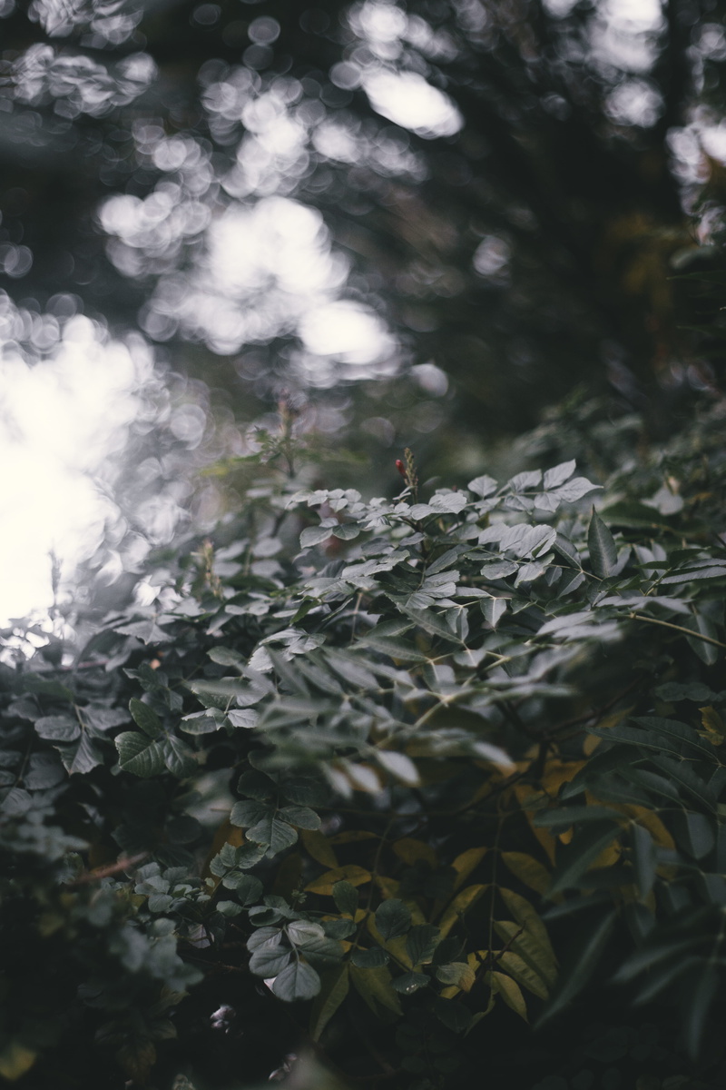 moody, selective focus, forest, land, 5K, focus on foreground, leafe, plant part, australia, close-up, growth, closeup, sunlight, bokeh, animal, no people