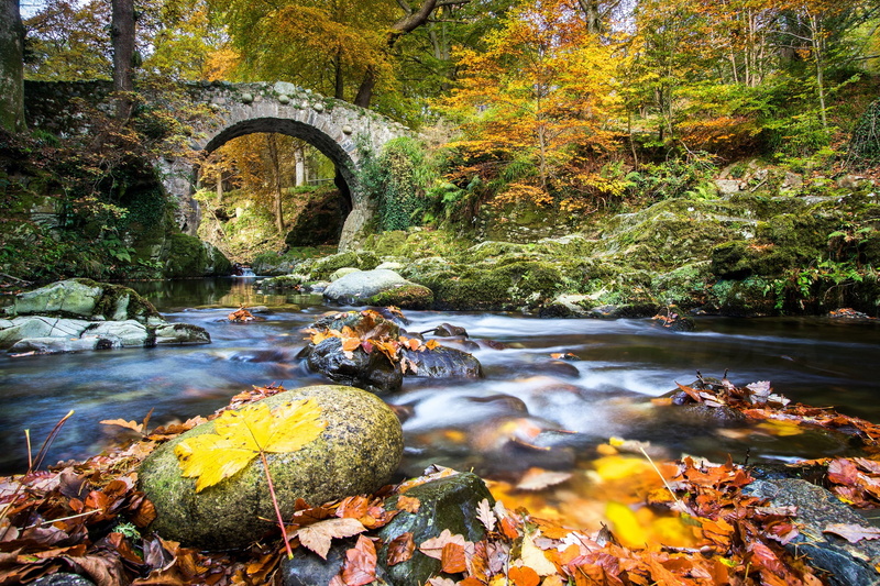 1080P, forest, Northern Ireland, Foleys Bridge, Shimna River, Park Forest Tolimar, autumn, Tollymore Forest Park, River Shimna, river, bridge, leaves