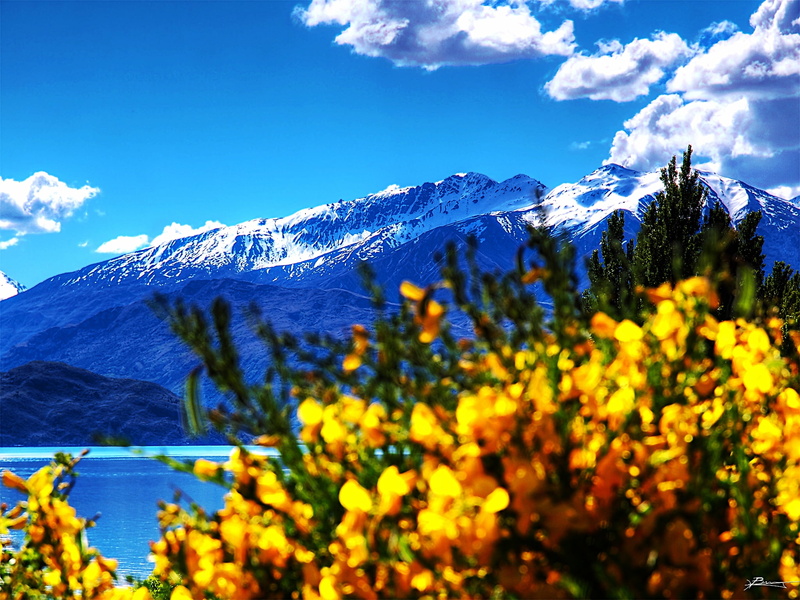 flowers  trees, dex, scenics, north, wanaka, european Alps, blue mountain, blue, view, landscape, mountain, lake, mountains, clouds, snow, sunny, outdoors