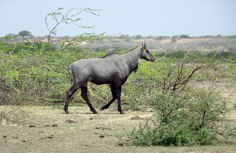 boselaphus tragocamelus, fauna, land, field, full length, 4K, tree, wildlife, bovinae, bovidae, mammalia, animal wildlife, largest, one animal, asian antelope