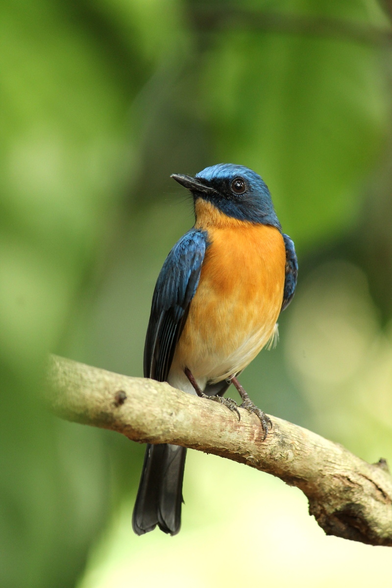 perching, wing, tickells blue flycatcher, 4K, wild, avian, no people, animal themes, animals in the wild, tree,, branch, yellow, india