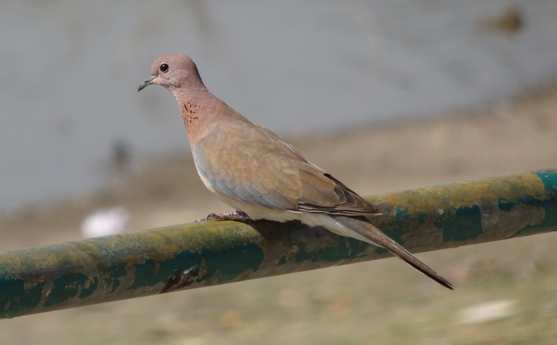 mourning dove, bird, one animal, focus on foreground, animal, close-up, nature, day, metal, ornithology, india, little brown dove, selective focus, side view
