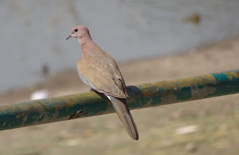perching, wood - material, dove, india, nature, little brown dove, mourning dove, no people, animal, outdoors, tree, 4K, ornithology, fauna, railing, focus on foreground