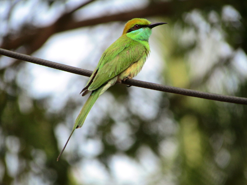 beak, perching, plant, low angle view, cable, outdoors, green, no people, dharwad, animals in the wild, animal wildlife, vertebrate, avifauna, bird, one animal
