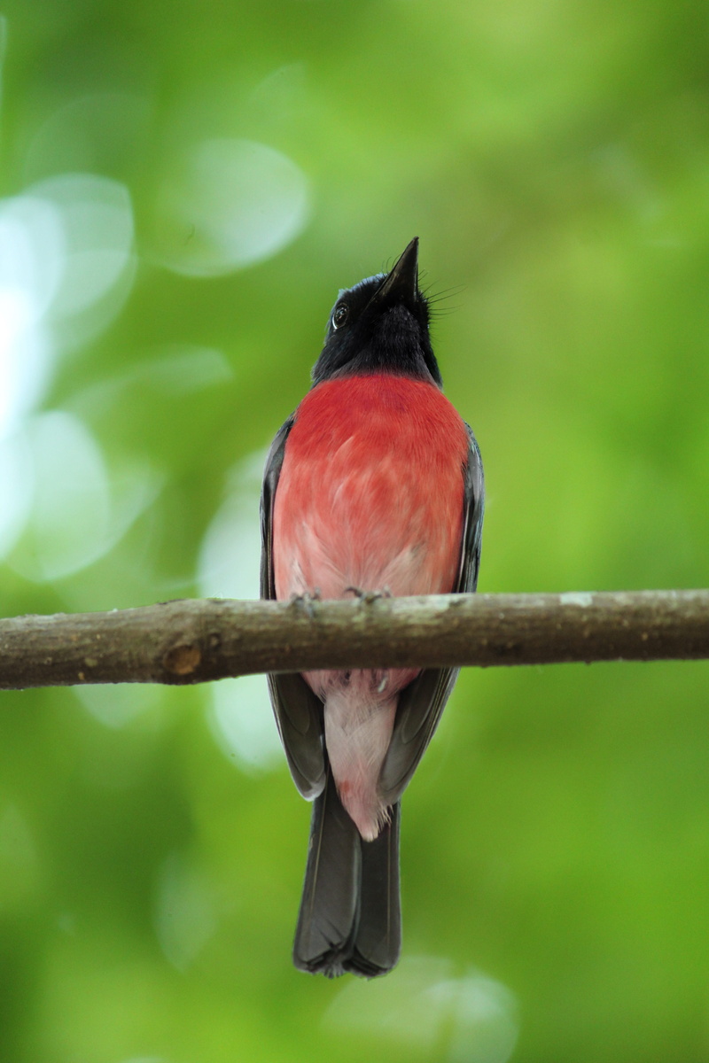 tree, forest, kerala, color, outdoors, bird, songbird, animal themes, india, feather, natural, avian, green color, little, red, black, day, 5K, green