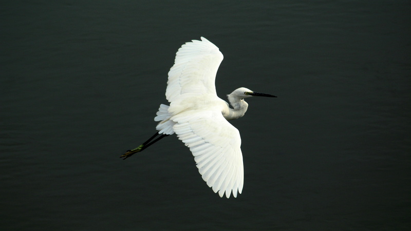 little, one animal, vertebrate, wildlife, ecosystem, bill, no people, india, enchanted, 4K, beauty in nature, bird, white, animal, sea, egret, neck, animals in the wild