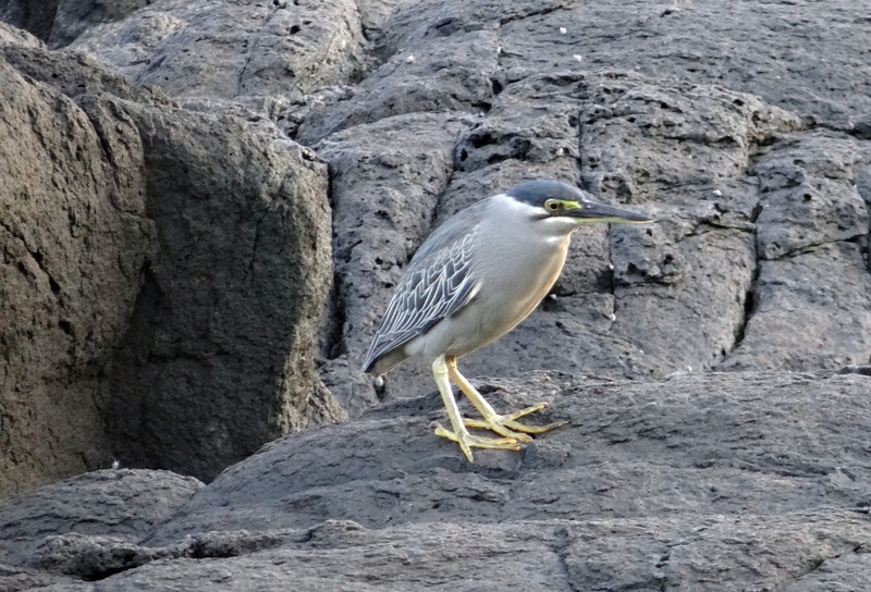 day, gokarna, wader, arabian, animal themes, animal, no people, rock - object, water bird, rock, outdoors, butorides striata, perching, animal wildlife