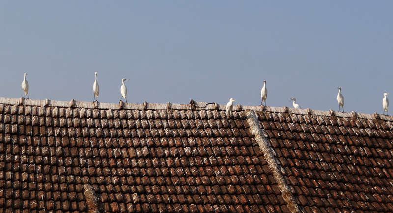 low angle view, animal, wader, india, tadri, perching, bird, karnataka, little egret, day, tiled, ornithology, house, fauna, animal themes, stork, sky