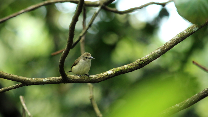 forest, tree, plant, perched, day, animal, garden, outdoors, tickells, 4K, relax, cute, tiny, plant part, green, wildlife, animals in the wild, kerala