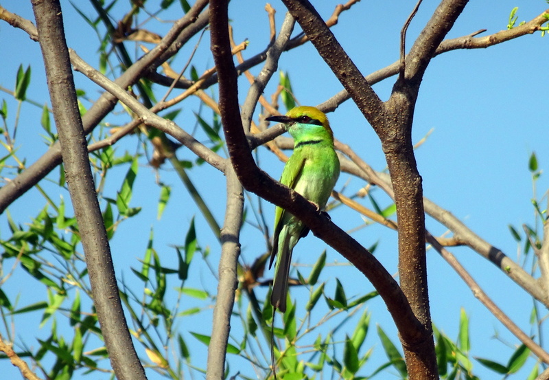 branch, india, wildlife, green color, bhuj, Green Bee-Eater, parrot, animal wildlife, nature, little green bee-eater, passerine, tree, Merops Orientalis
