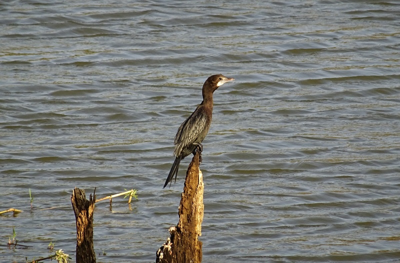 little cormorant, no people, one animal, water bird, wood - material, outdoors, perching, bhimgadh, animal themes, vertebrate, karnataka, animal, beauty in nature