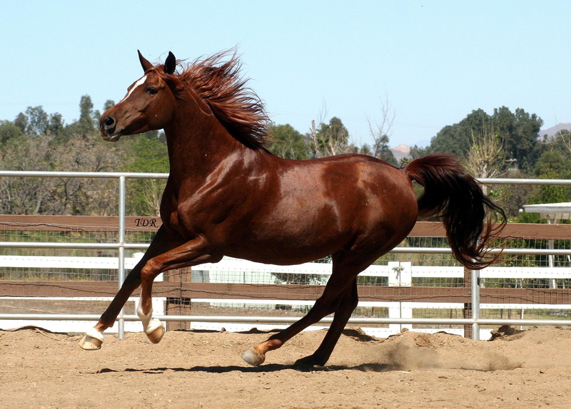 chesnut, horses, arabian horse, animals, arabian, 1080P