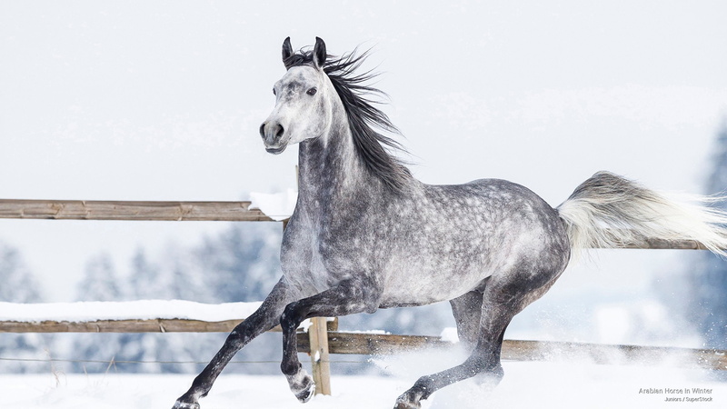 horse, winter, Animals, arabian, 2K