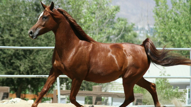 animals, arabians, white horses, red horses, nature, brown horses, red, pets, 1080P, arabian
