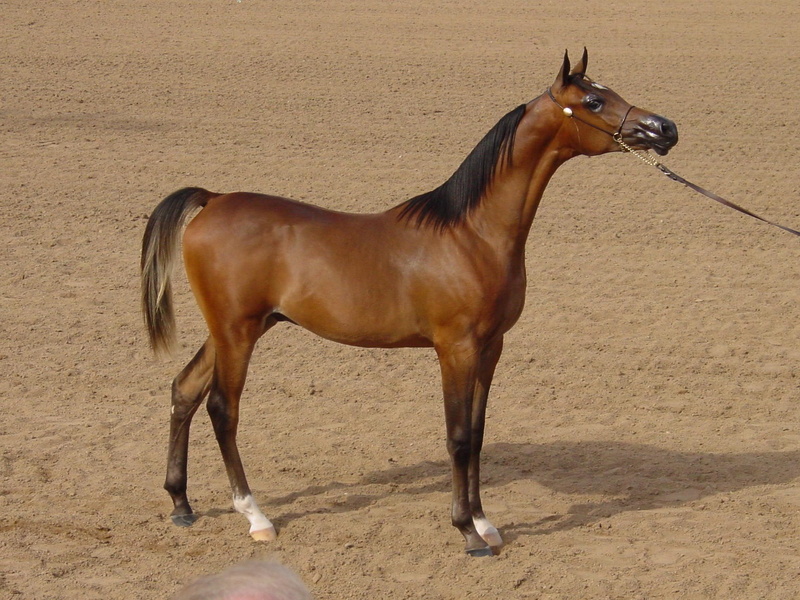 show horses, 1080P, horses, arabians, sand, arabian, animals, nature, ponies, brown
