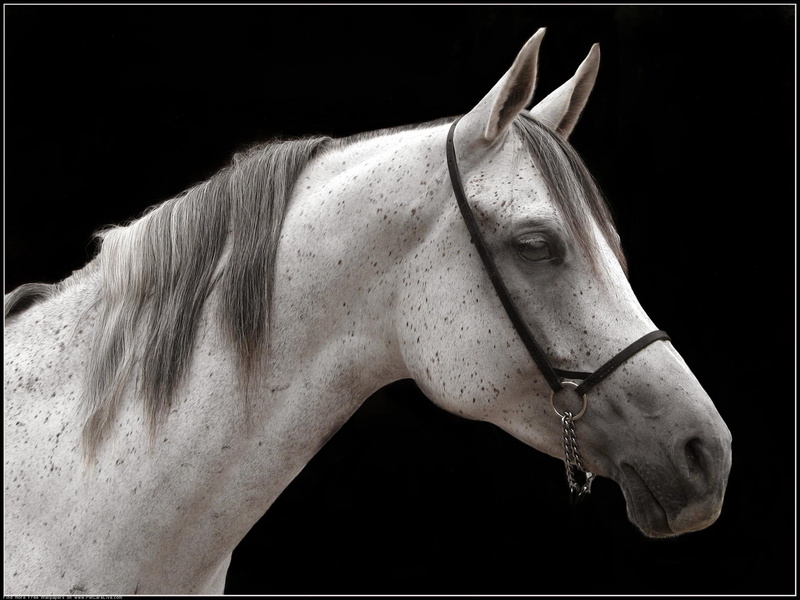 horses, arabian, animals, baby horses, donkies, 2K, nature